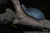 Spotted Pond Turtle<br><i>Geoclemys hamiltonii</i>