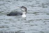 Yellow-Billed Loon<br><i>Gavia adamsii</i>