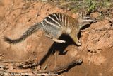Numbat<br><i>Myrmecobius fasciatus fasciatus</i>