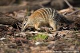 Numbat<br><i>Myrmecobius fasciatus fasciatus</i>
