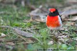 Red-Capped Robin<br><i>Petroica goodenovii</i>