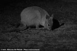 Rufous Hare Wallaby<br><i>Lagorchestes hirsutus hirsutus</i>