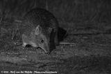Southern Brown Bandicoot<br><i>Isoodon obesulus fusciventer</i>