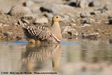 Namaqua Sandgrouse<br><i>Pterocles namaqua</i>
