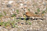Red-Capped Lark<br><i>Calandrella cinerea cinerea</i>