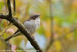 House Sparrow<br><i>Passer domesticus domesticus</i>