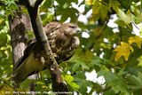 Common Buzzard<br><i>Buteo buteo buteo</i>