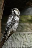 Northern Hawk-Owl<br><i>Surnia ulula ulula</i>