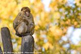 Barbary Macaque<br><i>Macaca sylvanus</i>