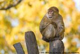 Barbary Macaque<br><i>Macaca sylvanus</i>