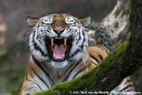 Siberian Tiger<br><i>Panthera tigris altaica</i>