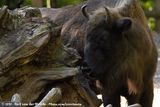 European Bison<br><i>Bison bonasus bonasus</i>