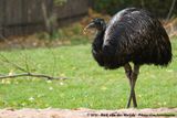 Emu<br><i>Dromaius novaehollandiae novaehollandiae</i>