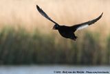 Velvet Scoter<br><i>Melanitta fusca</i>