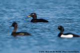 Velvet Scoter<br><i>Melanitta fusca</i>
