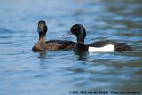 Tufted Duck<br><i>Aythya fuligula</i>