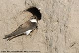 Sand Martin<br><i>Riparia riparia riparia</i>