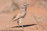 Barlows Lark<br><i>Calendulauda erythrochlamys barlowi</i>