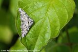 Peppered Moth<br><i>Biston betularia betularia</i>