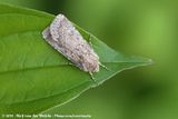 Sand Dart<br><i>Agrotis ripae</i>