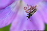 Common Yellow-Face Bee<br><i>Hylaeus communis</i>
