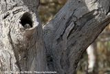 Australian Owlet-Nightjar<br><i>Aegotheles cristatus cristatus</i>