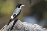 Grey Butcherbird<br><i>Cracticus torquatus leucopterus</i>