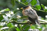 Brahminy Starling<br><i>Sturnia pagodarum</i>