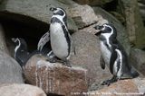 Humboldt Penguin<br><i>Spheniscus humboldti</i>