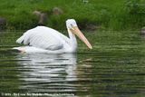 American White Pelican<br><i>Pelecanus erythrorhynchos</i>