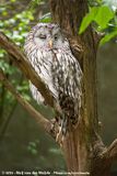 Ural Owl<br><i>Strix uralensis liturata</i>