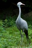 Blue Crane<br><i>Grus paradisea</i>