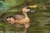 Wandering Whistling Duck<br><i>Dendrocygna arcuata ssp.</i>