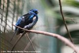 Turquoise Tanager<br><i>Tangara mexicana mexicana</i>