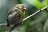 Crimson-Hooded Manakin<br><i>Pipra aureola ssp.</i>