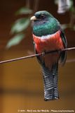Collared Trogon<br><i>Trogon collaris puella</i>