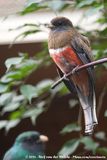 Collared Trogon<br><i>Trogon collaris puella</i>