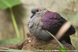 Crested Quail-Dove<br><i>Geotrygon versicolor</i>