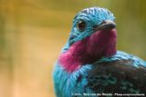 Spangled Cotinga<br><i>Cotinga cayana</i>