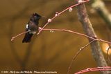 Ruby-Topaz Hummingbird<br><i>Chrysolampis mosquitus</i>