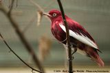 Pompadour Cotinga<br><i>Xipholena punicea</i>
