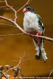 Cuban Trogon<br><i>Priotelus temnulus ssp.</i>
