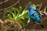 Spangled Cotinga<br><i>Cotinga cayana</i>