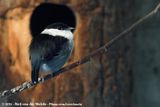 White-Bearded Manakin<br><i>Manacus manacus ssp.</i>