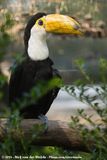 Toco Toucan<br><i>Ramphastos toco ssp.</i>