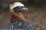 White-Crested Guan<br><i>Penelope pileata</i>
