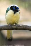 Inca Jay<br><i>Cyanocorax yncas ssp.</i>