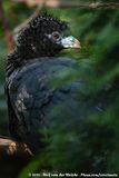 Blue-Billed Curassow<br><i>Crax alberti</i>