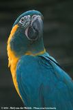 Blue-Throated Macaw<br><i>Ara glaucogularis</i>