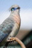 Crested Coua<br><i>Coua cristata dumonti</i>